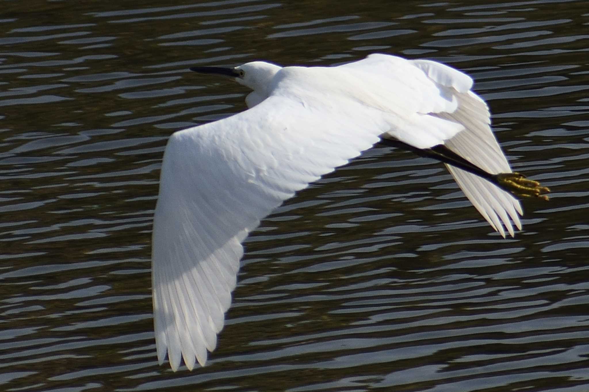 Little Egret