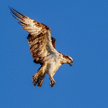 Osprey 河北潟 Thu, 11/12/2020