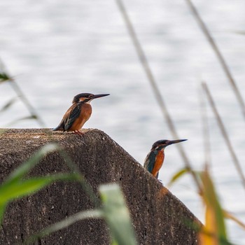 Common Kingfisher 河北潟 Thu, 11/12/2020