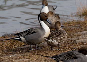 Northern Pintail Osaka Tsurumi Ryokuchi Unknown Date