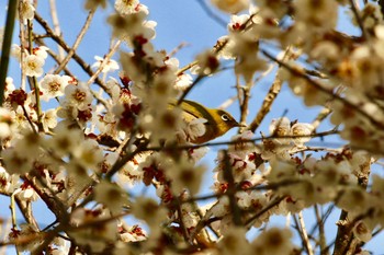 Warbling White-eye 竹田市 Wed, 2/24/2021