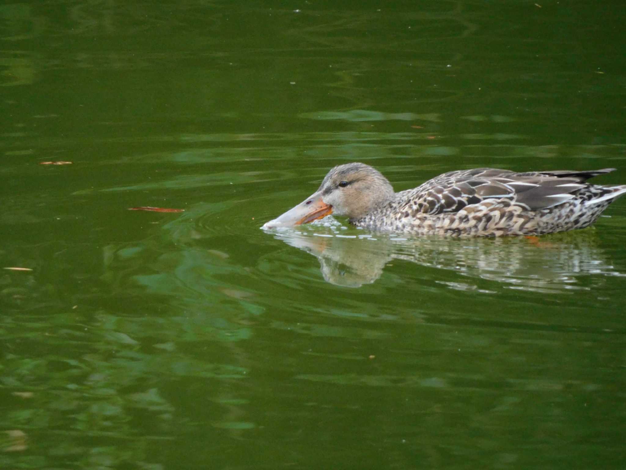 Photo of Northern Shoveler at 京都府 by mkmole