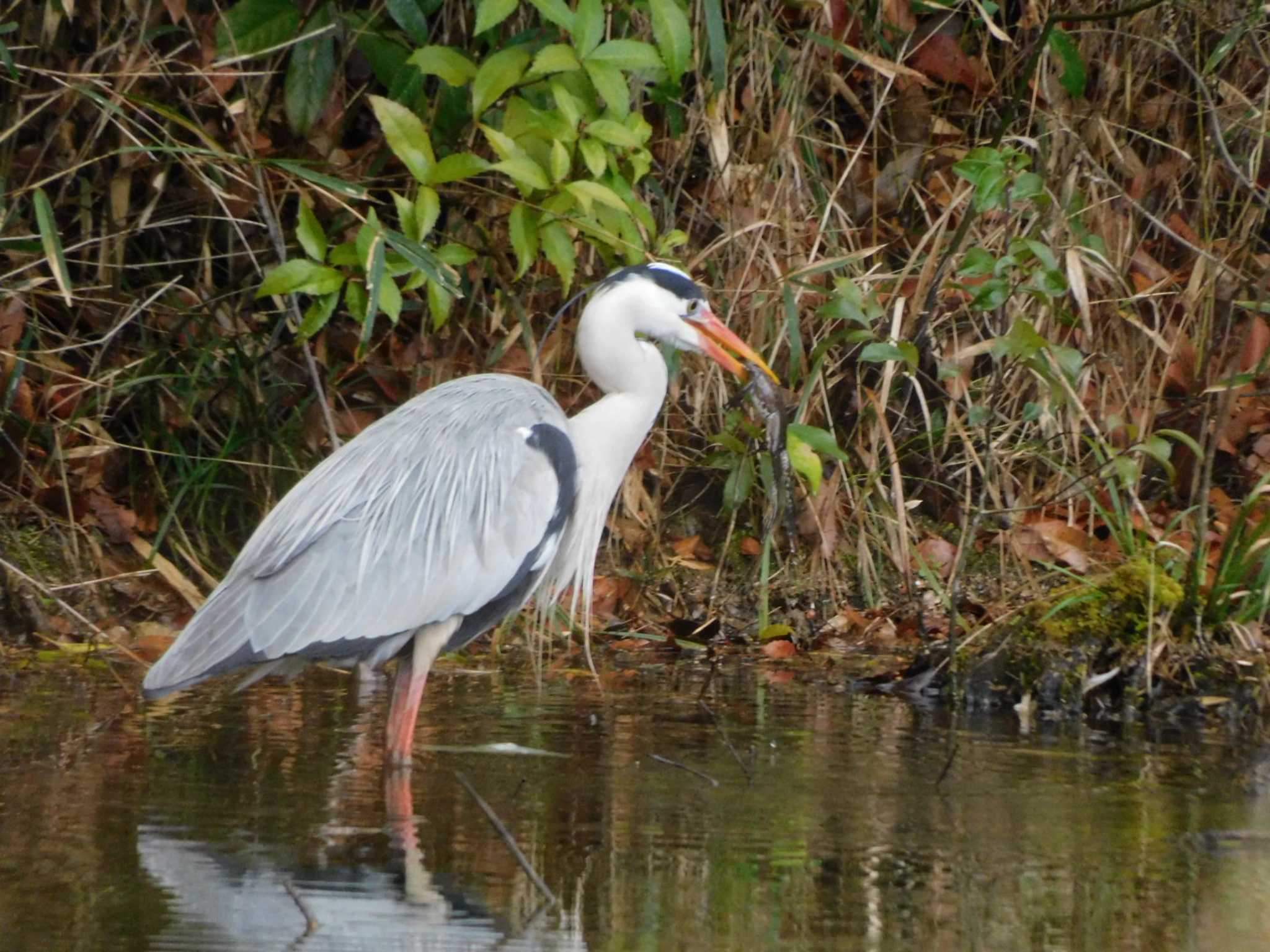 Grey Heron