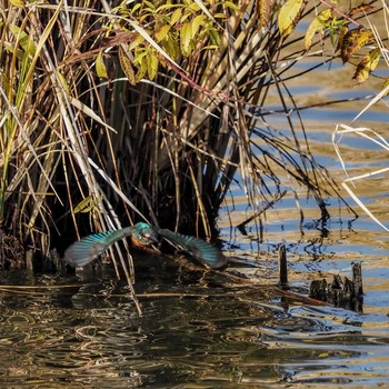 Common Kingfisher 河北潟 Thu, 11/12/2020