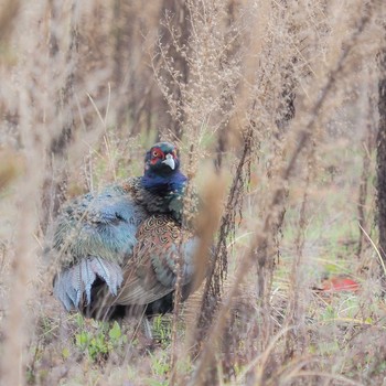 Green Pheasant 石川県 Fri, 12/11/2020