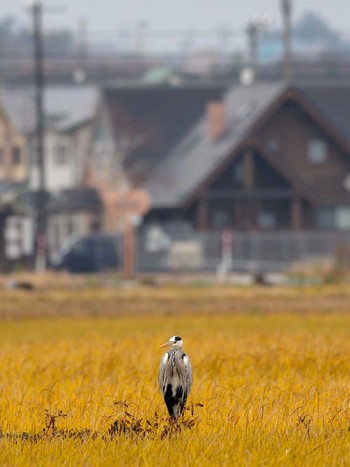 アオサギ 河北潟 2020年12月12日(土)