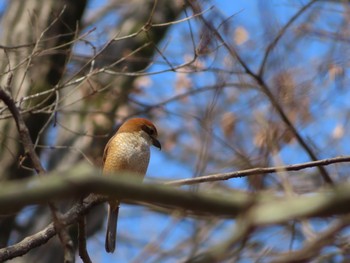 モズ 薬師池公園 2021年3月10日(水)