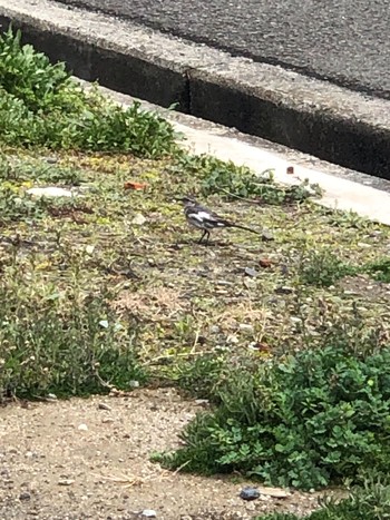 White Wagtail Unknown Spots Unknown Date