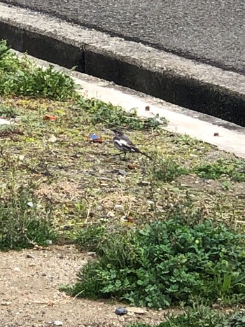 White Wagtail Unknown Spots Unknown Date