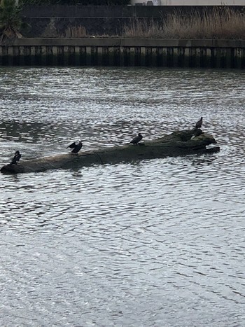 Great Cormorant 土入川 Sat, 3/13/2021