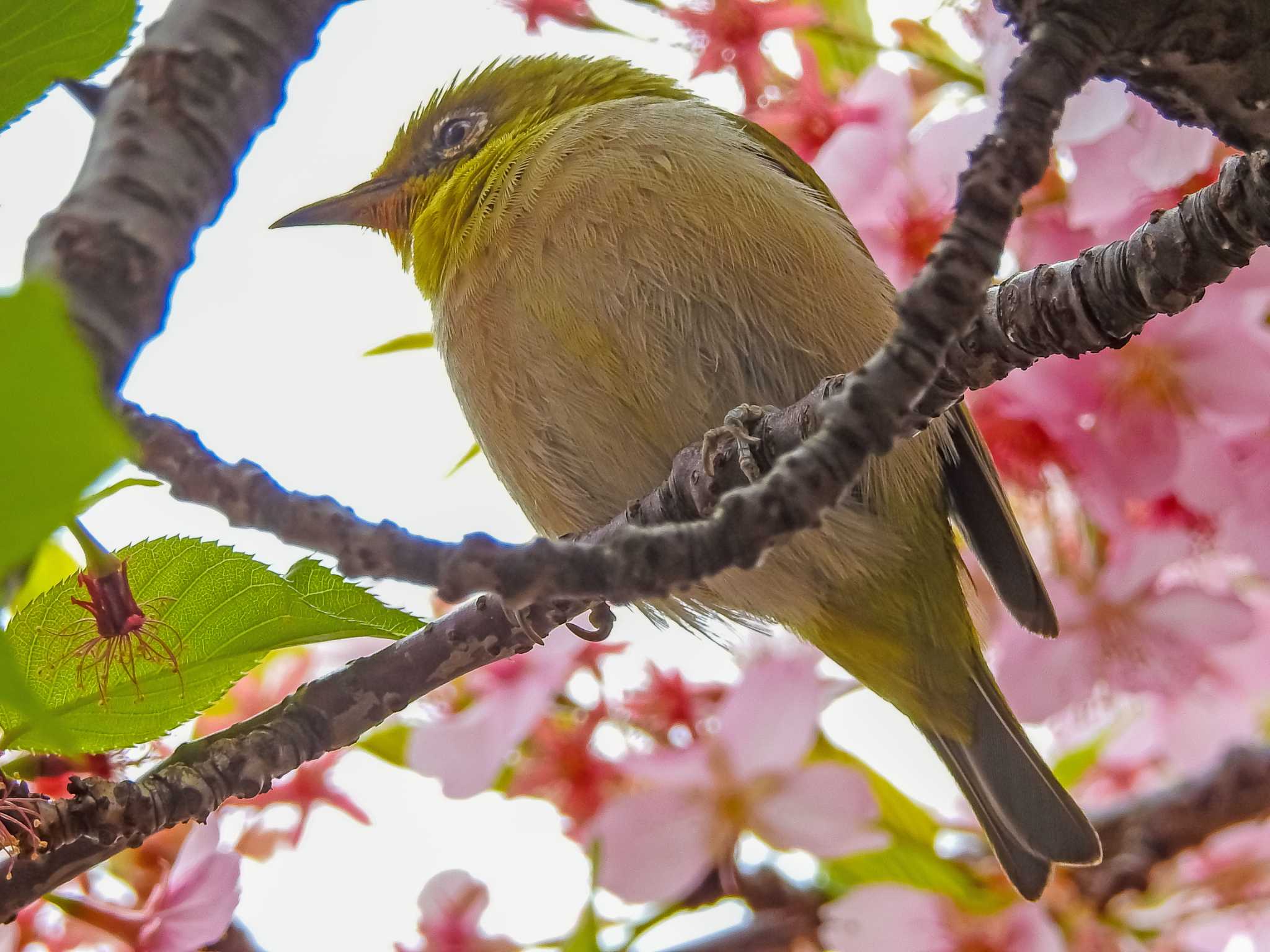 メジロと河津桜（動画あり） by 身近な生き物語youtube by mochi(o