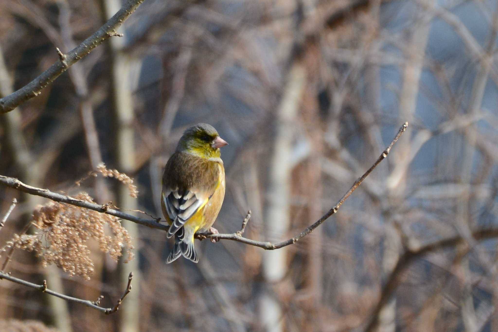 Photo of Grey-capped Greenfinch at 神代植物公園 by geto