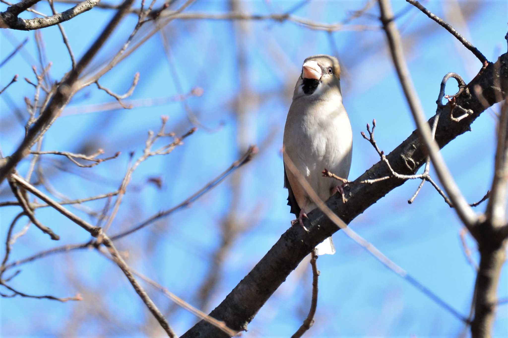 Hawfinch