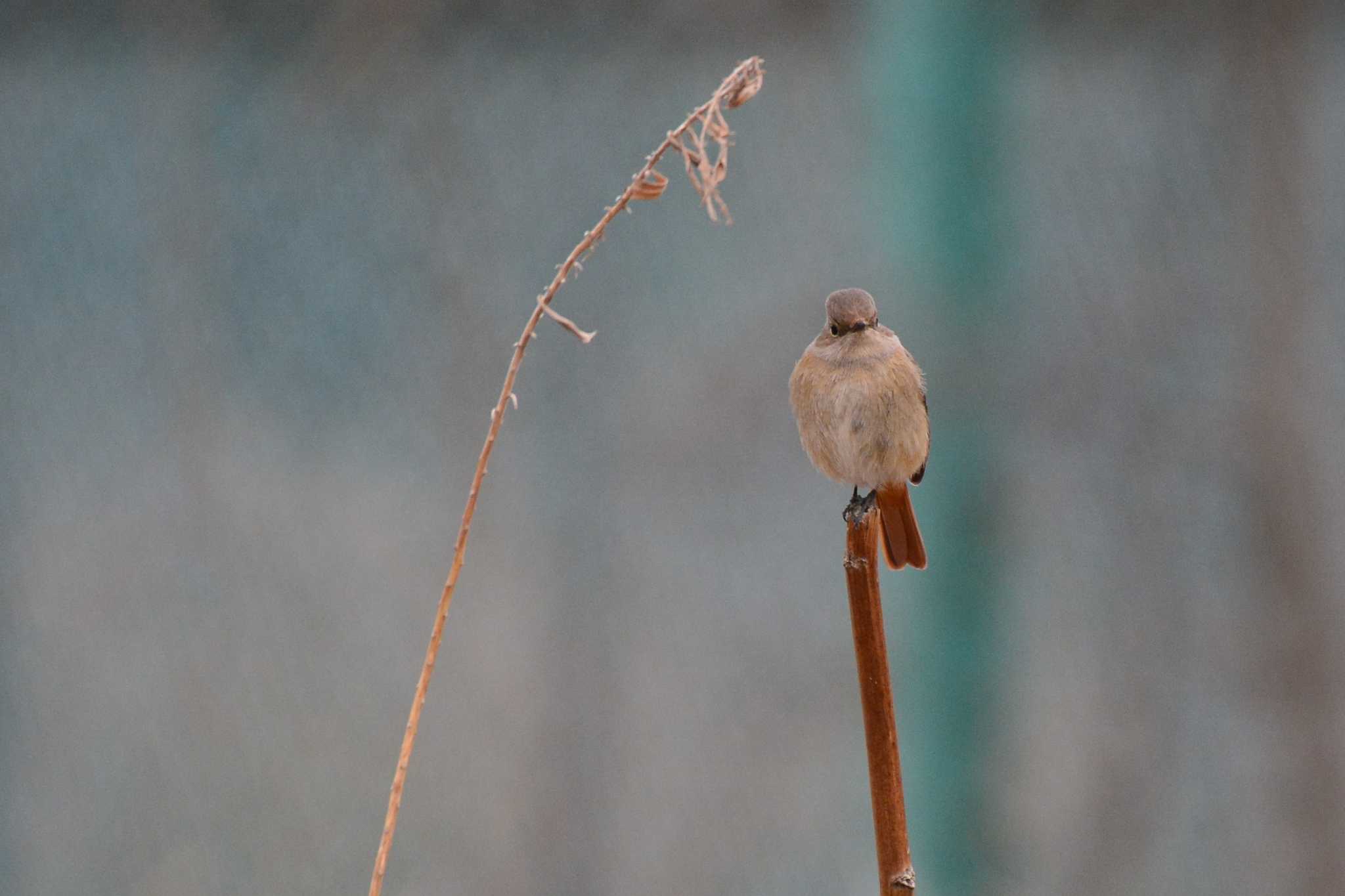 Daurian Redstart