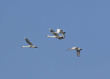 Tundra Swan 岐阜県 Sun, 1/29/2017