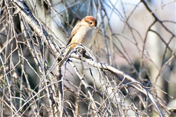 Fri, 2/5/2021 Birding report at 神代植物公園