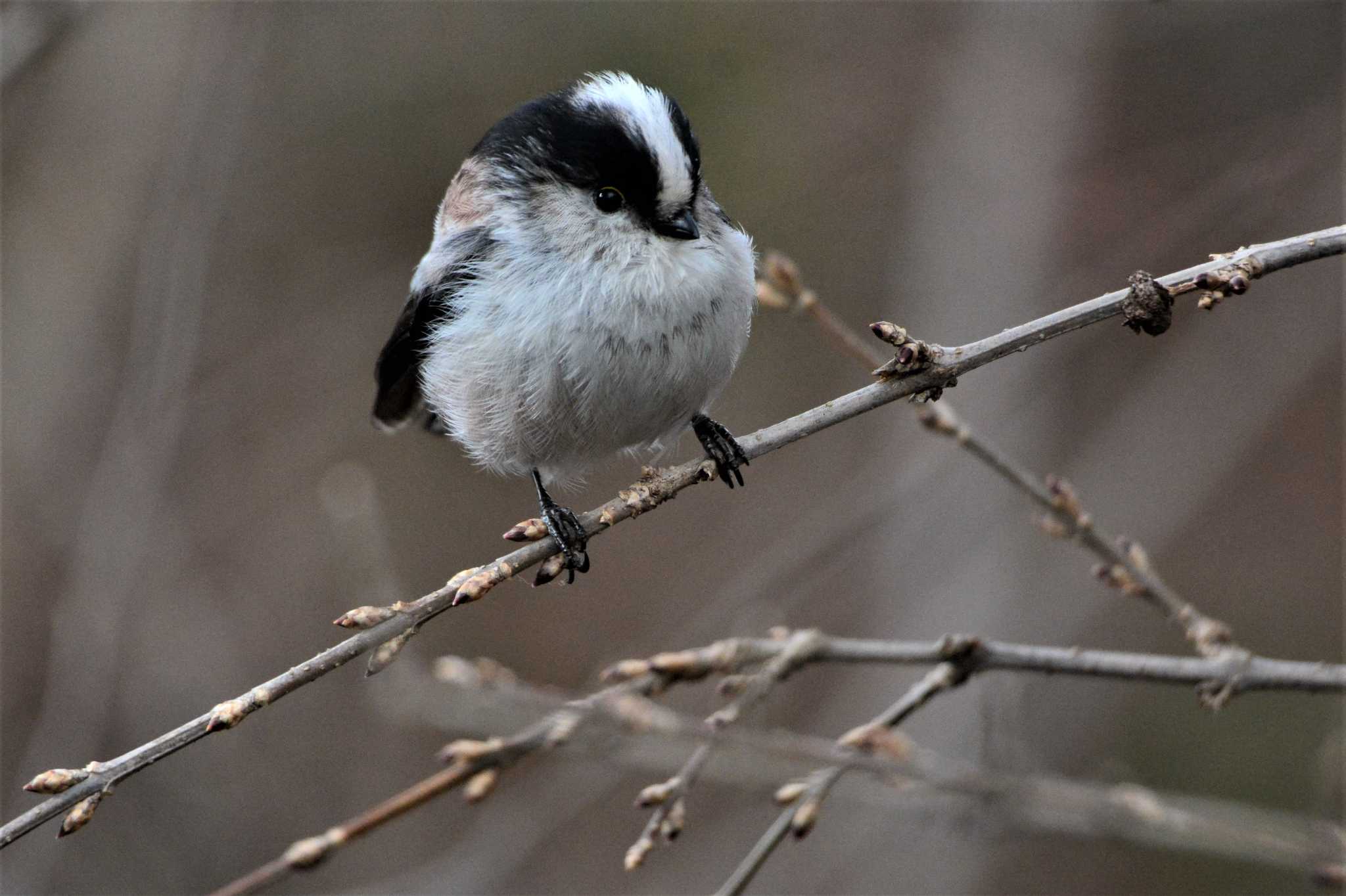 Long-tailed Tit