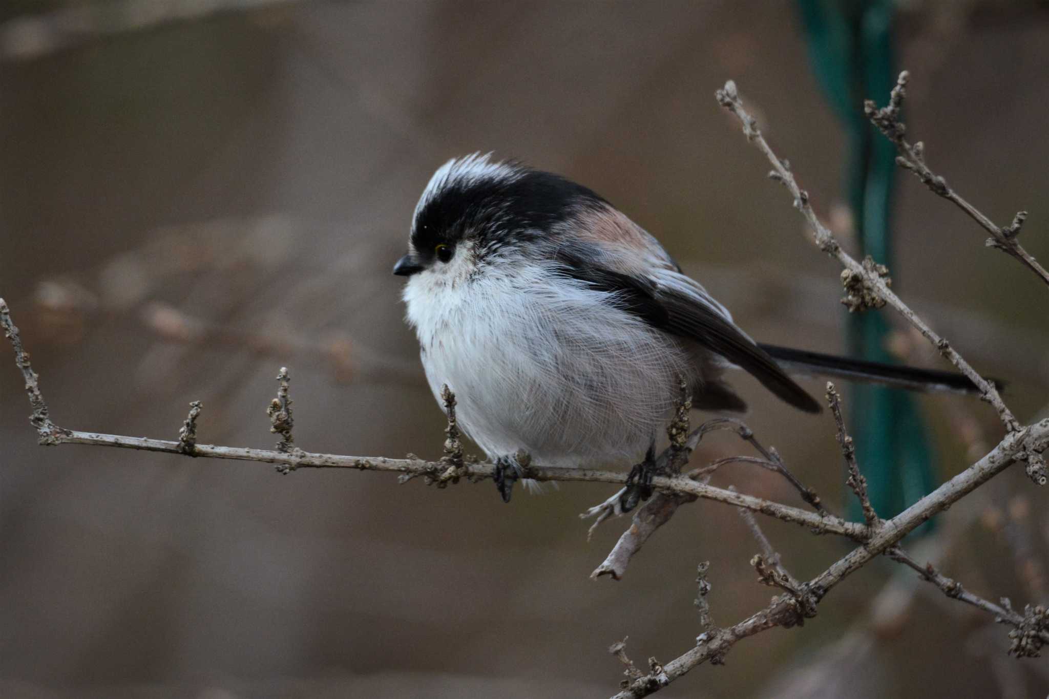 Long-tailed Tit