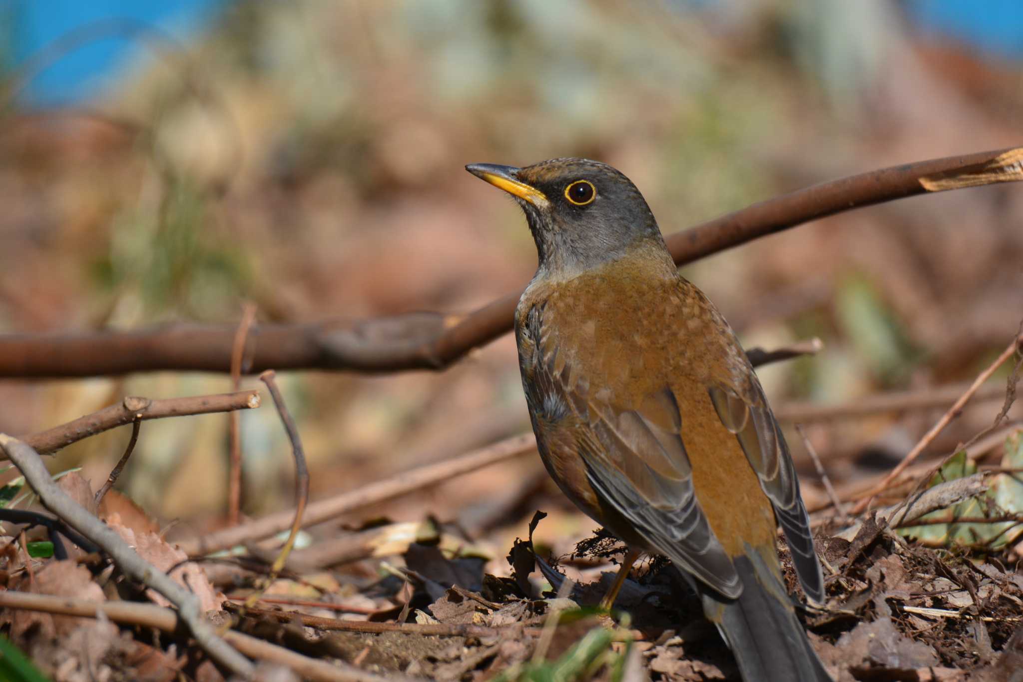 Photo of Pale Thrush at 神代植物公園 by geto