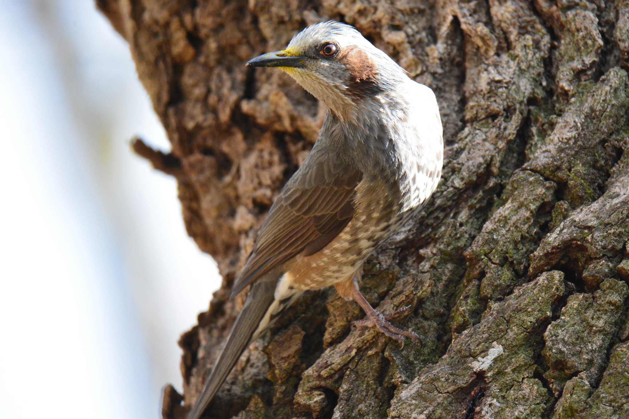 Brown-eared Bulbul