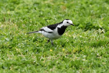 White Wagtail(leucopsis) 笠沙町 Sat, 3/13/2021