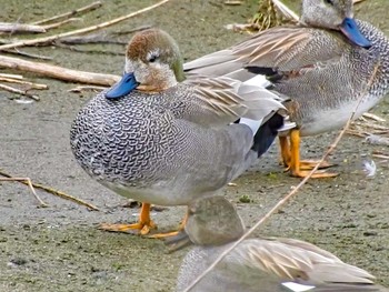 Gadwall 鶴見川 Sun, 3/7/2021