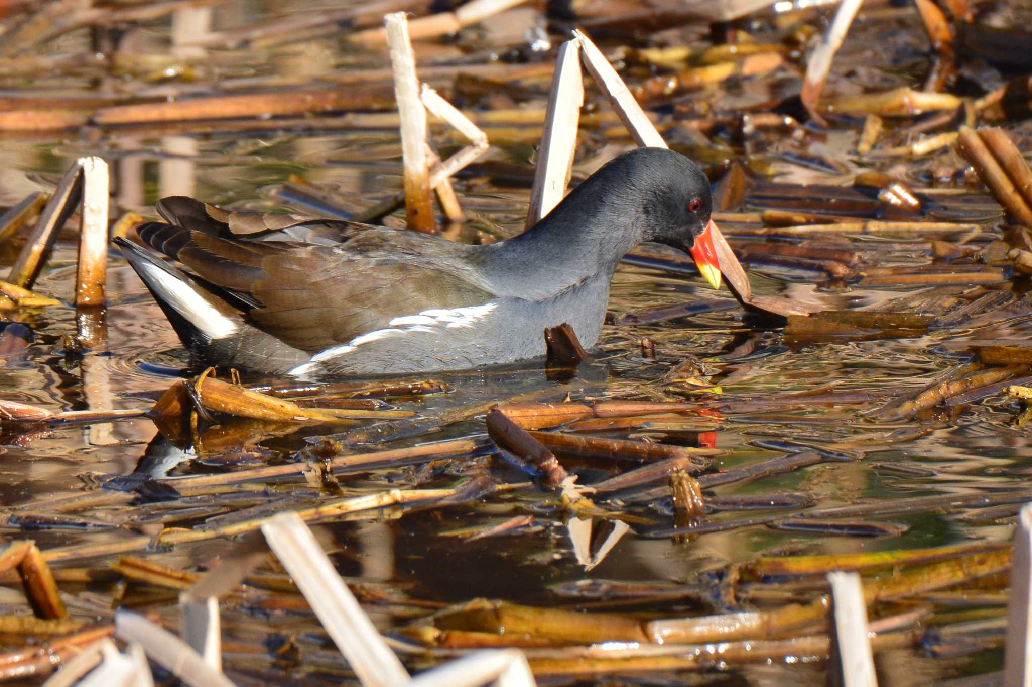 Common Moorhen