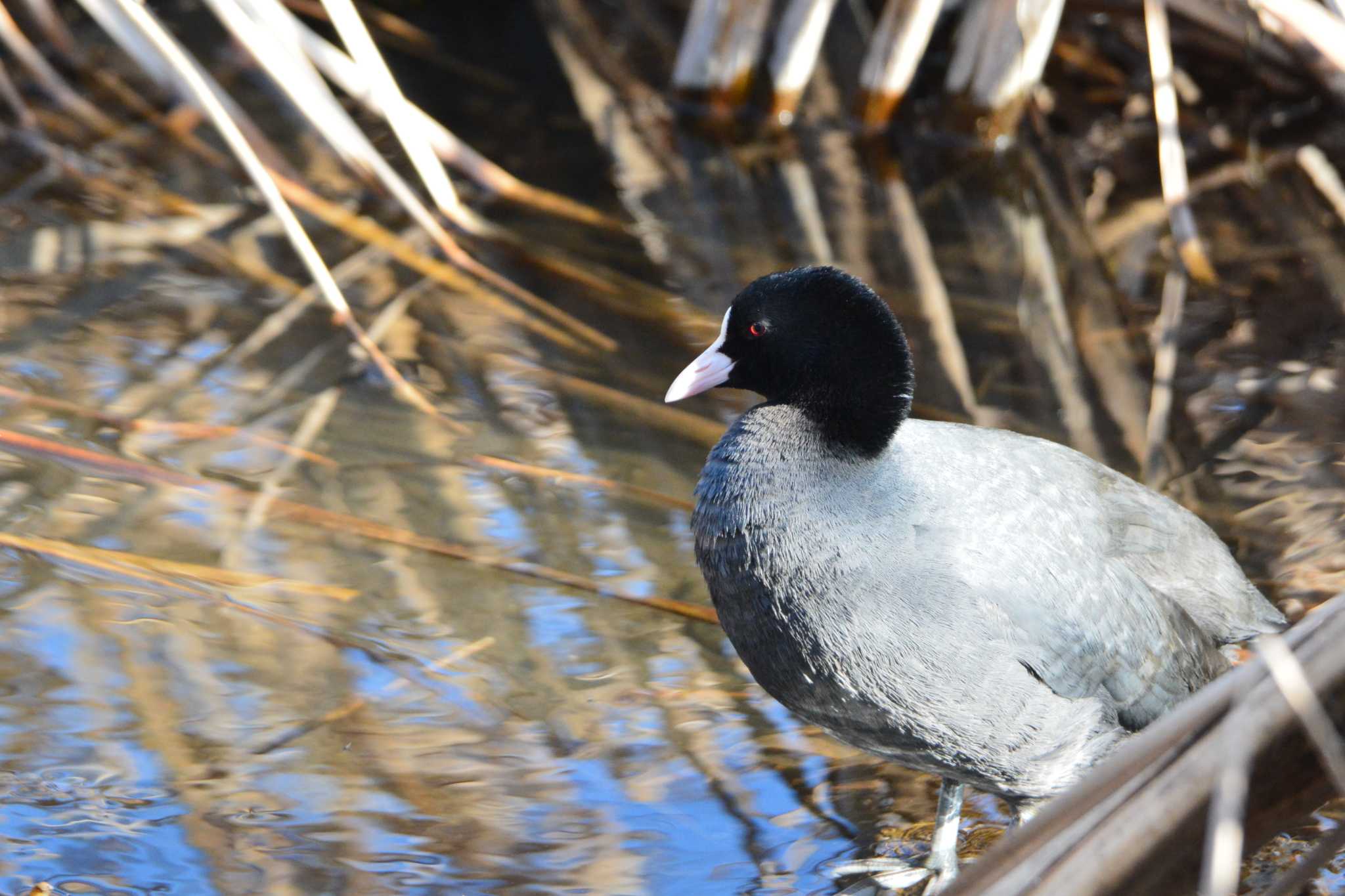 Photo of Eurasian Coot at Nogawa by geto