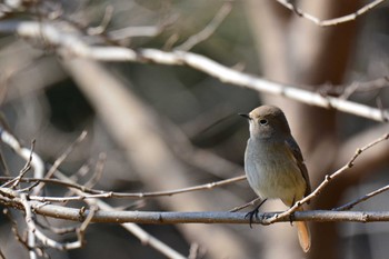 Thu, 2/11/2021 Birding report at Nogawa