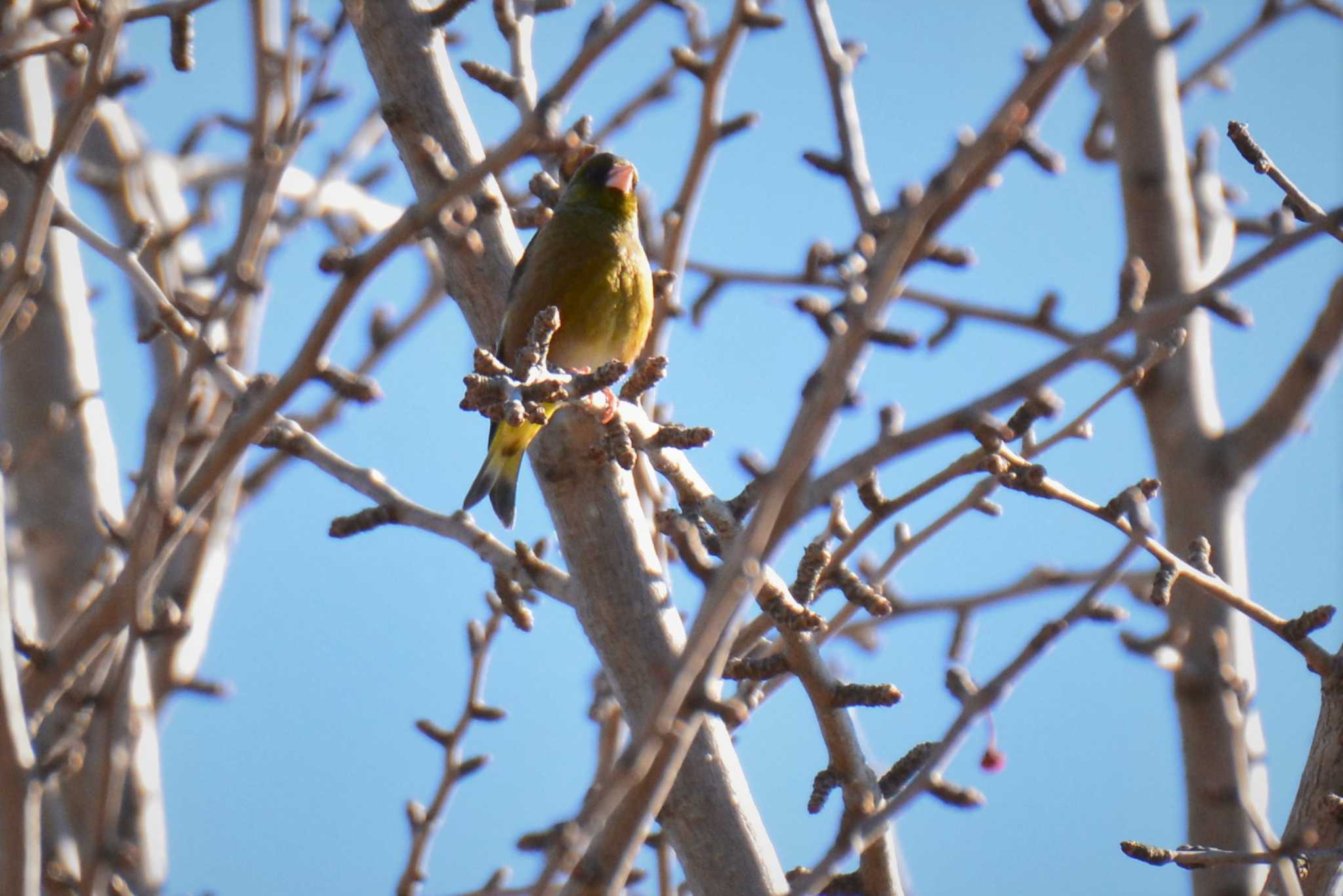 Grey-capped Greenfinch