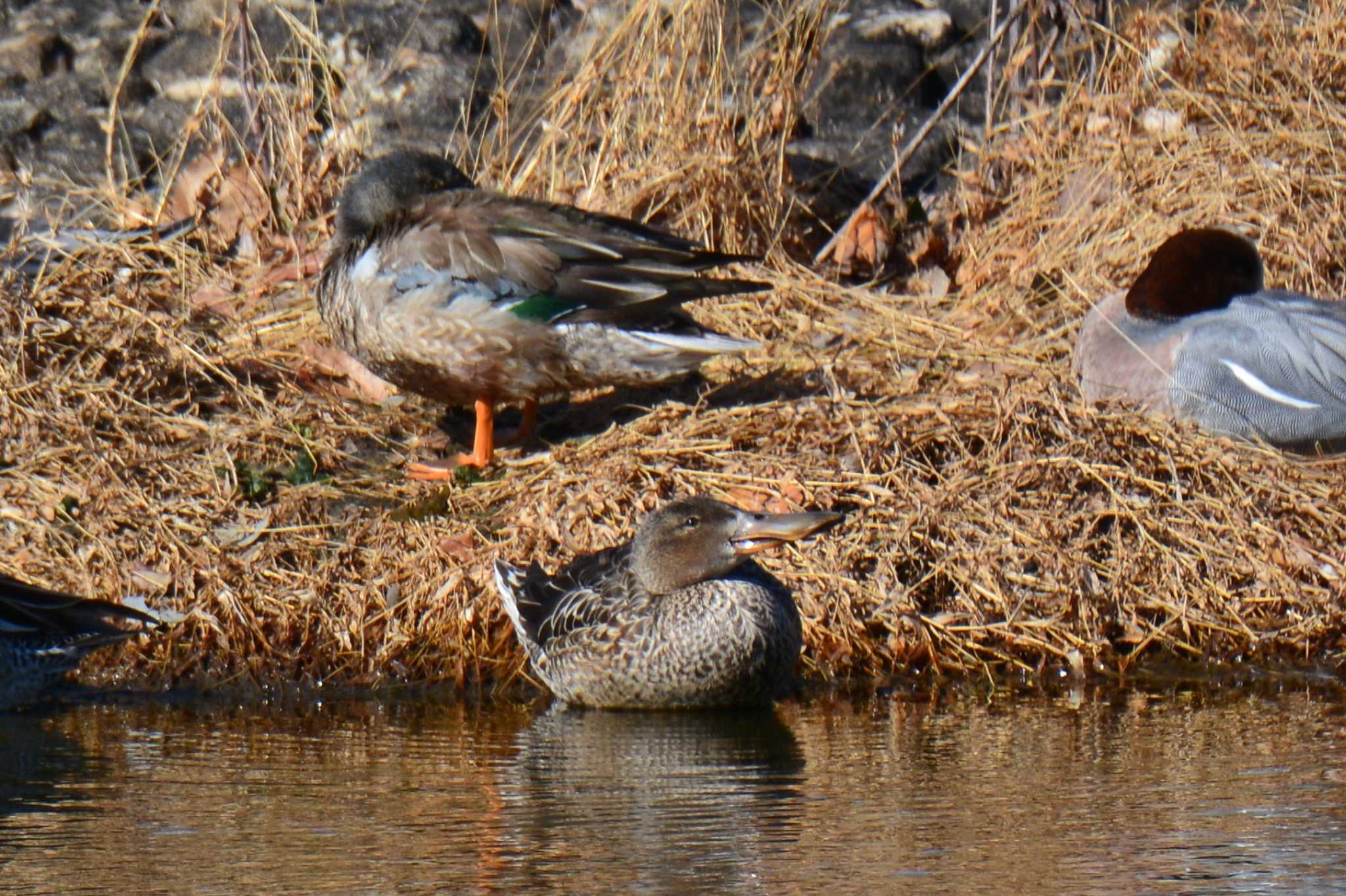 Photo of Northern Shoveler at Musashino-no-mori Park by geto