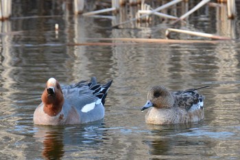 2021年2月5日(金) 武蔵野の森公園の野鳥観察記録