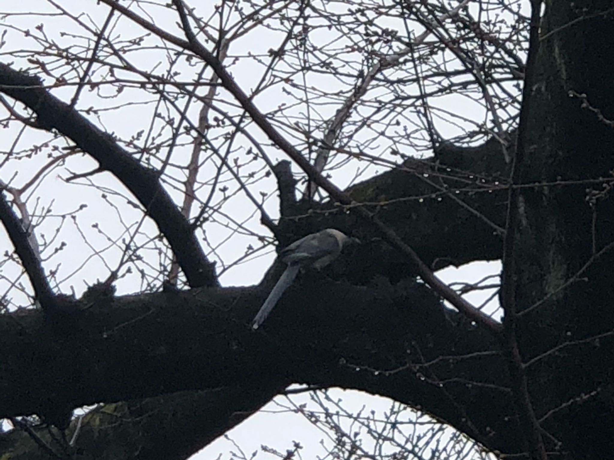 Azure-winged Magpie