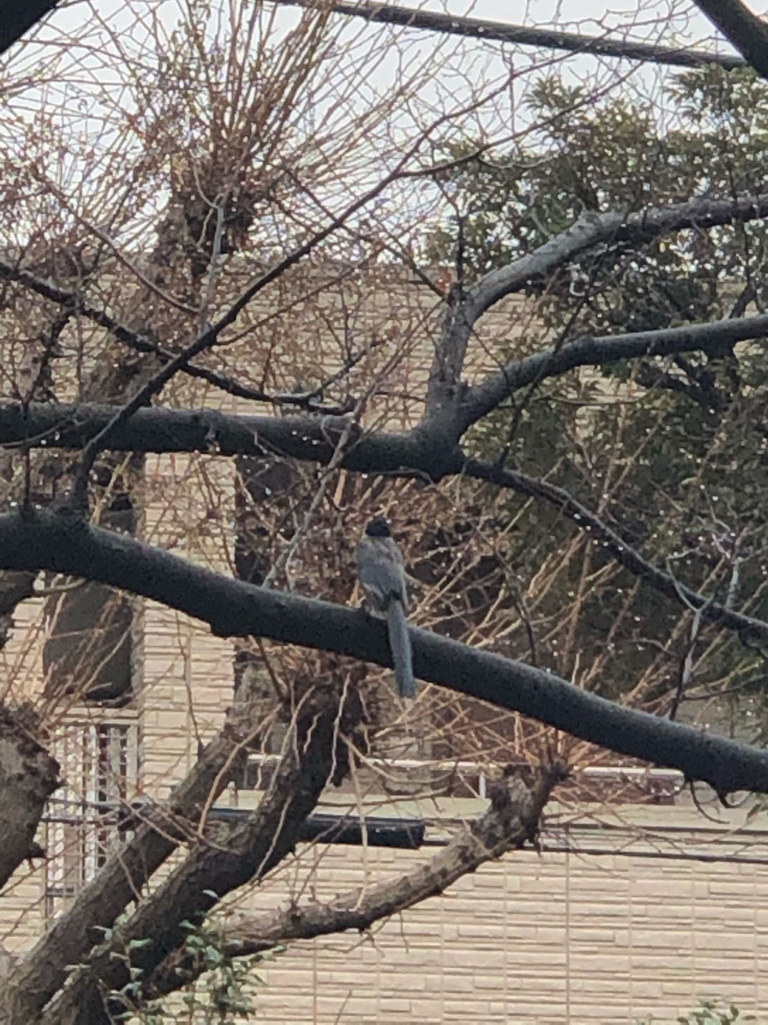 Azure-winged Magpie