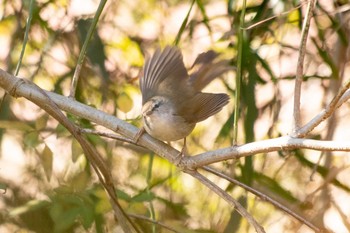 2021年2月19日(金) 三ツ池公園(横浜市鶴見区)の野鳥観察記録