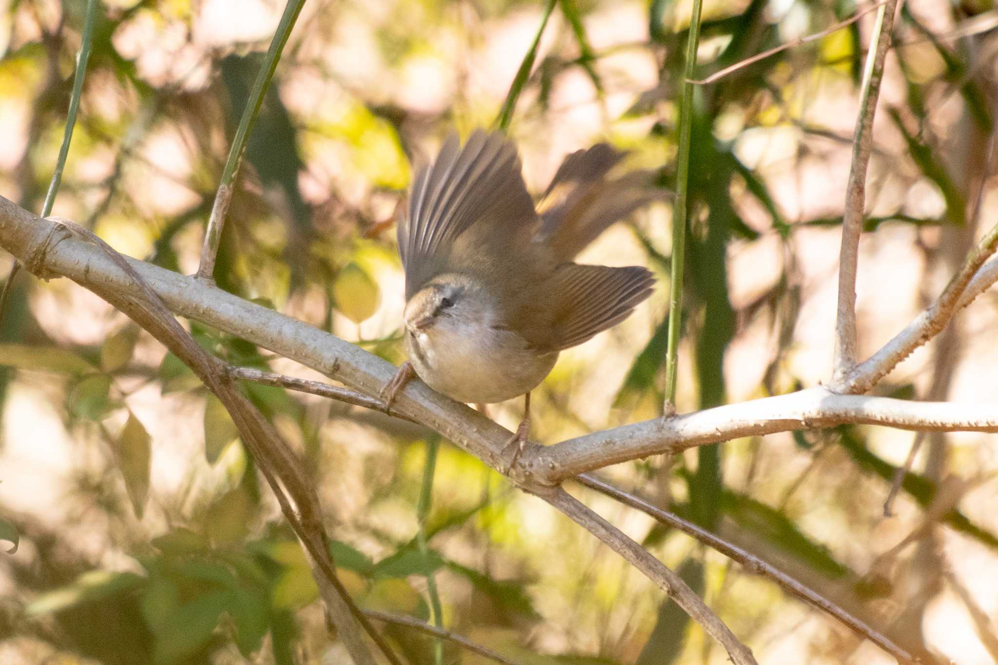 Japanese Bush Warbler