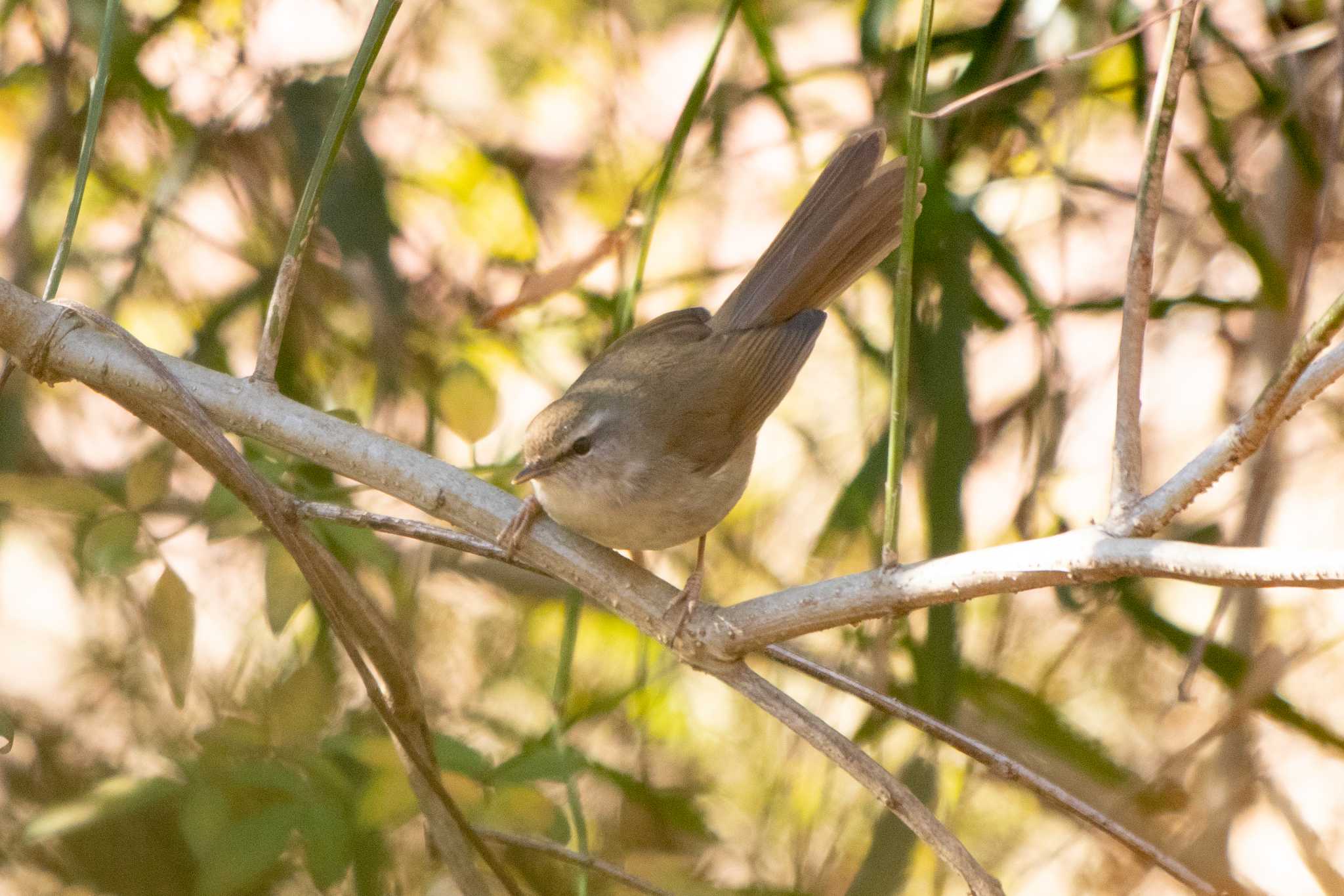 Japanese Bush Warbler