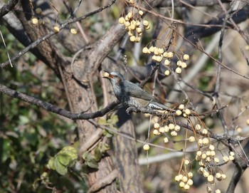 Brown-eared Bulbul 岐阜県 Sat, 1/28/2017