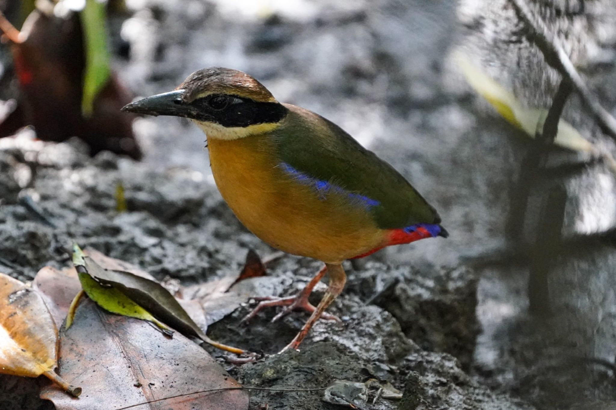 Photo of Mangrove Pitta at Pasir Ris Park (Singapore) by T K