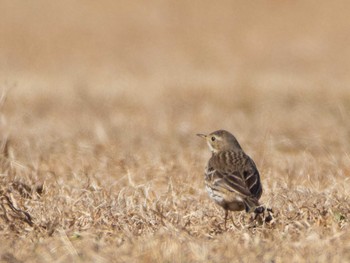 Water Pipit 荒川生物生態園(東京都板橋区) Sun, 1/31/2021