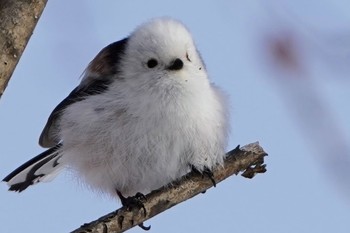 Long-tailed tit(japonicus) Asahiyama Memorial Park Wed, 3/3/2021