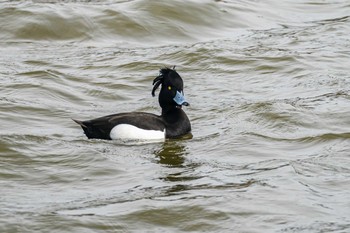 Tufted Duck 山口県下関市 Sat, 3/6/2021