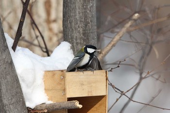 Japanese Tit こまば木の広場 Thu, 1/5/2017