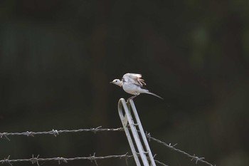 White Wagtail(leucopsis) タイポカウ Fri, 11/4/2016