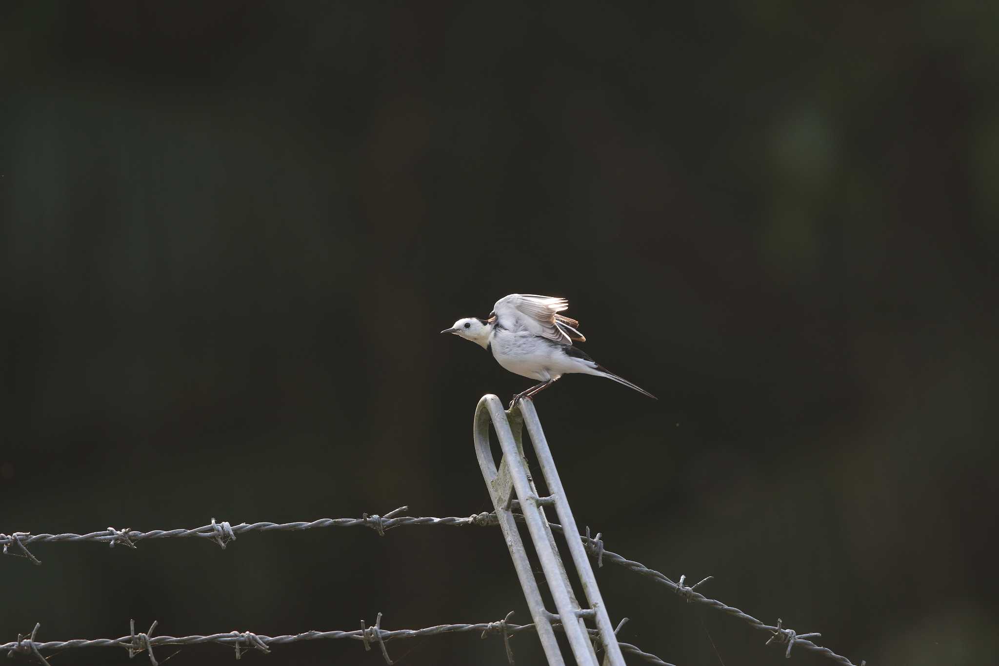 White Wagtail(leucopsis)