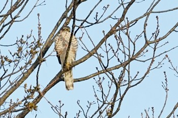 ハイタカ 千葉県流山市 2021年3月4日(木)