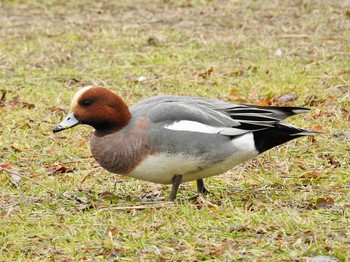 Eurasian Wigeon 大阪府大阪市 住之江公園 Sun, 1/29/2017