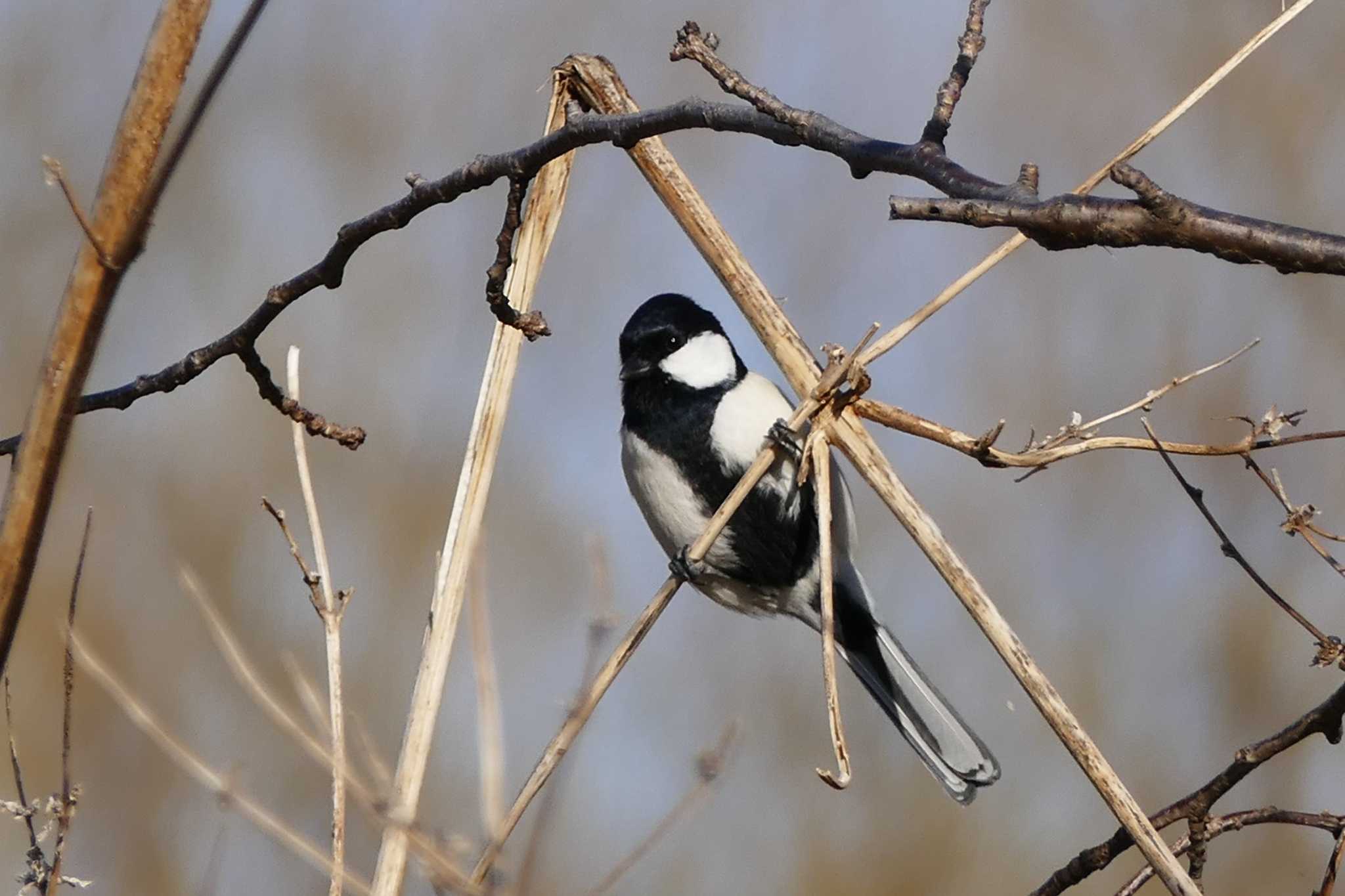 Photo of Japanese Tit at 彩湖 by アカウント5509