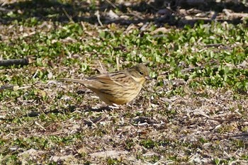 Masked Bunting 彩湖 Sun, 2/28/2021