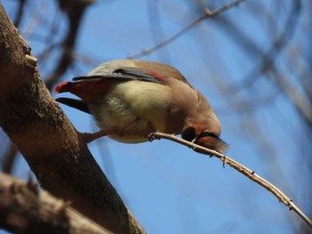 ヒレンジャク 秋ヶ瀬公園(野鳥の森) 2021年2月22日(月)